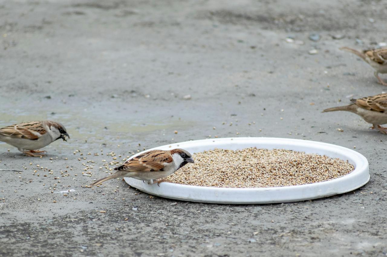 Ground Bird Feeder: How a Cage Feeder Enhances Your Bird Feeding Station